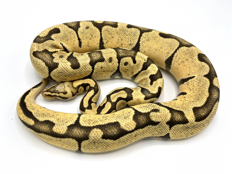 Hypo Pastel Enchi Breeder | Royal Constrictor Designs