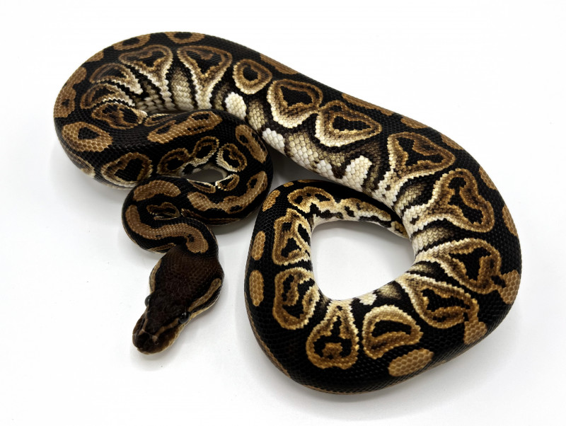 Black Pastel 100% Double Het Lavender Clown | Royal Constrictor Designs