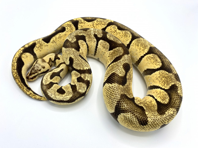 Pastel Enchi Vanilla Breeder 