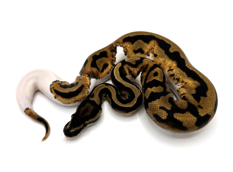 Pied Royal Constrictor Designs