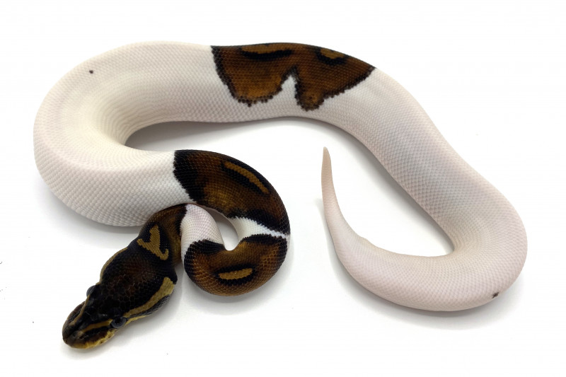 Black Pastel Pied | Royal Constrictor Designs