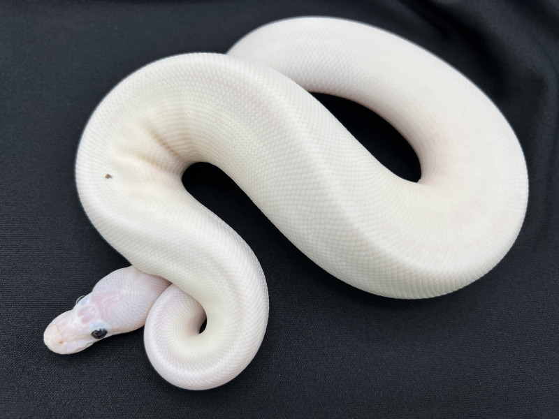 Coral Glow Spider Pied (possible Black Pastel) | Royal Constrictor Designs