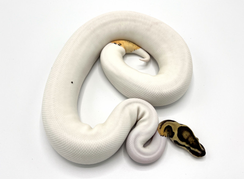 Fire Pied (Possible Orange Dream) | Royal Constrictor Designs