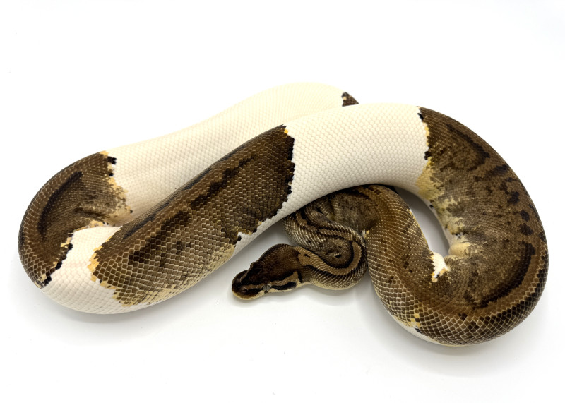 Pastel Pied Breeder | Royal Constrictor Designs