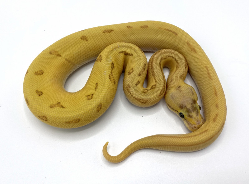 Super Orange Dream Fire Enchi Yellowbelly Pinstripe | Royal Constrictor ...