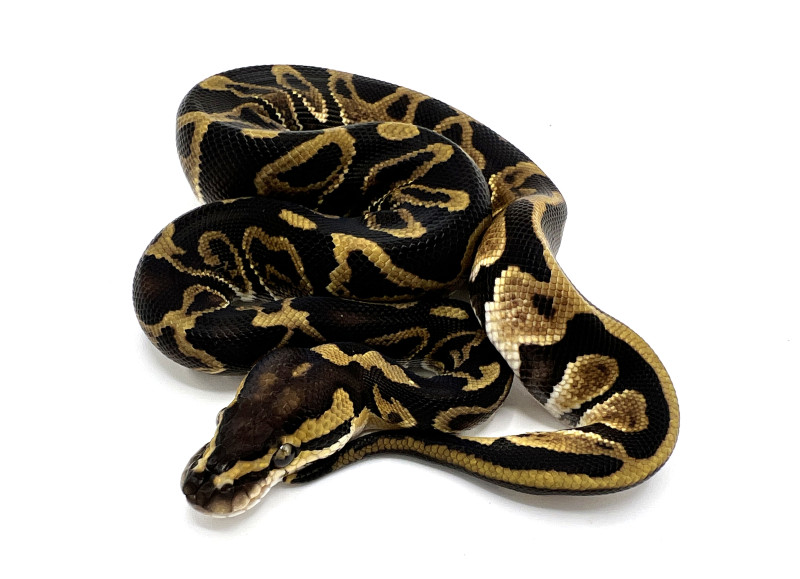 GHI Leopard 100% Double Het Ultramel Clown | Royal