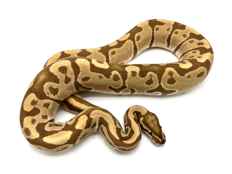 Ultramel 100% Het Hypo Breeder | Royal Constrictor Designs